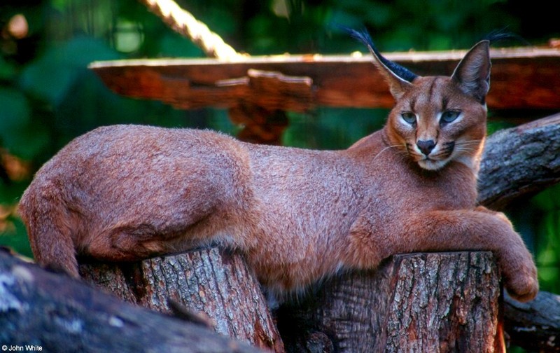 Caracal Lynx (Caracal caracal).jpg