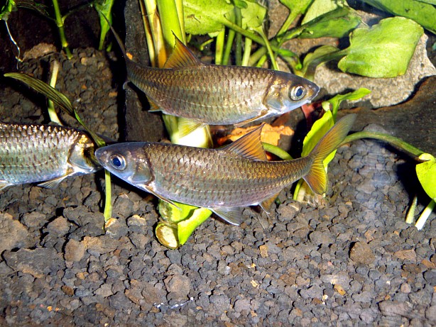 Mystacoleucus padangensis (Endemic to Singkarak Lake, W.Sumatra).jpg