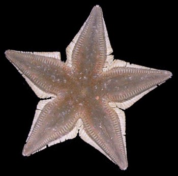 Astropecten javanicus (Pangandaran, W. Java).jpg