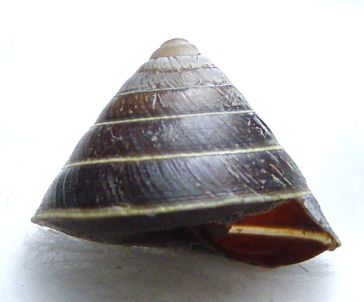 Geotrochus zonatusvan (Beret Falls, W. Java).jpg