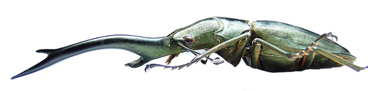 Cyclommatus elaphus (Sumatra 2 m).JPG