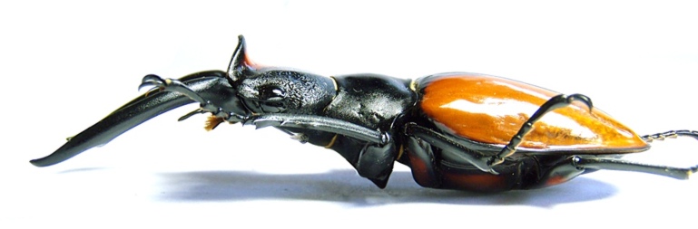 Odontolabis lacordairei (E. Sumatra 1 m).JPG