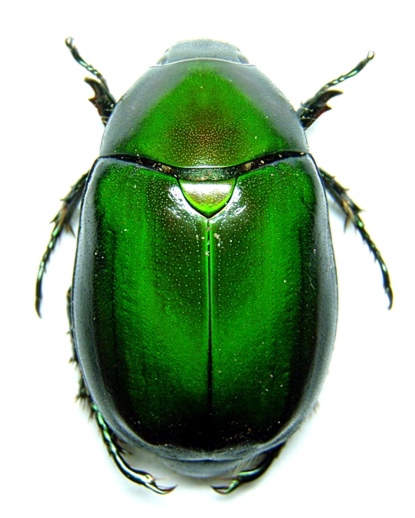 Euchlora viridis (Mt. Tangkubanperahu 1 W.Java).JPG