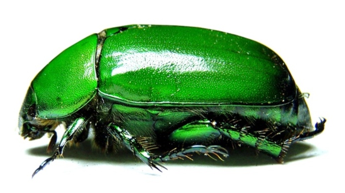 Euchlora viridis (Mt. Tangkubanperahu 2 W.Java 2).JPG