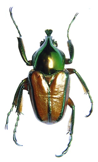 Phaedimus lumawigi (E. Kalimantan 1 m).JPG