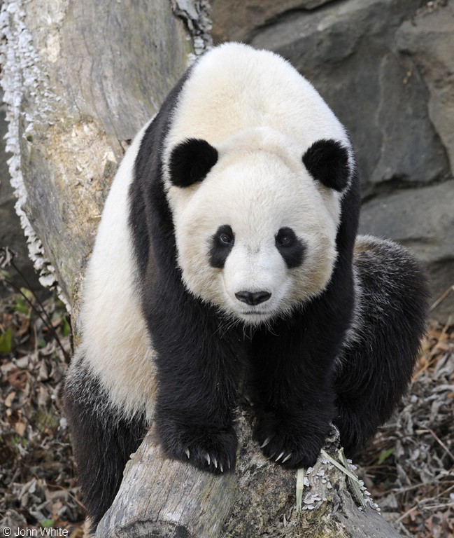 Giant Panda (Ailuropoda melanoleuca).JPG