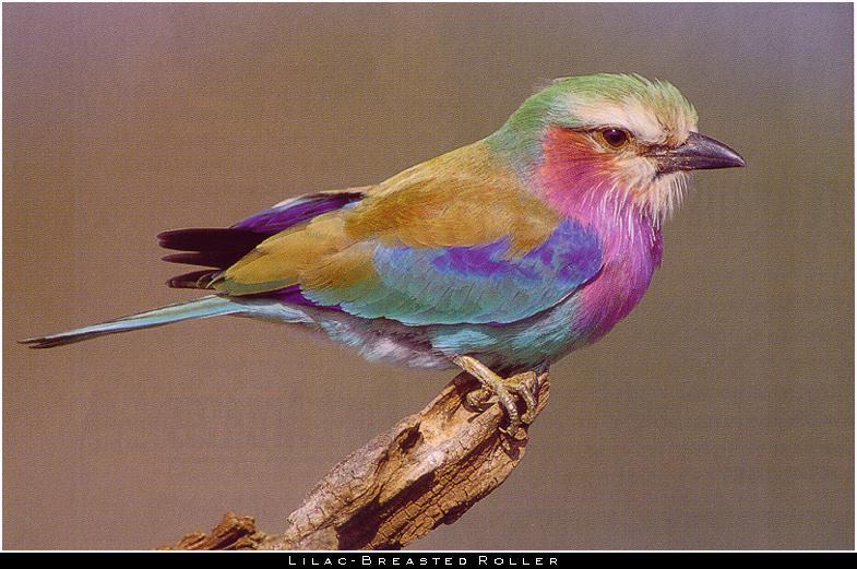 lilac-breasted-roller 1.jpg