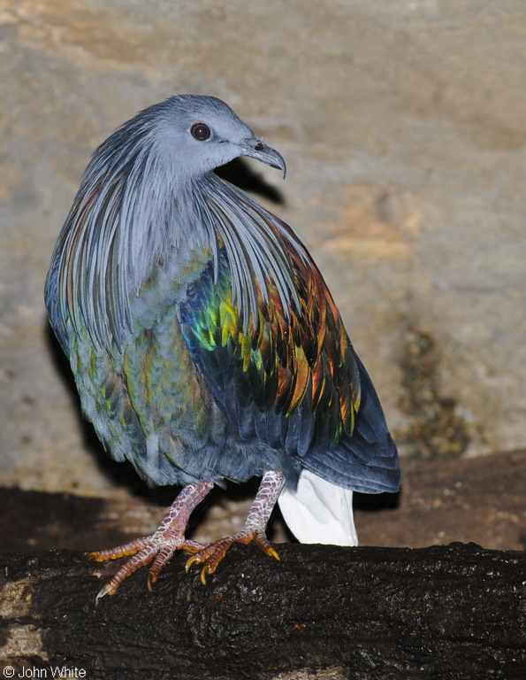 Nicobar Pigeon (Caloenas nicobarica)100.jpg