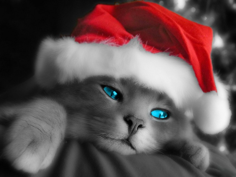 Christmas Cat.jpg