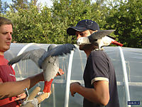 african grey parrots.JPG