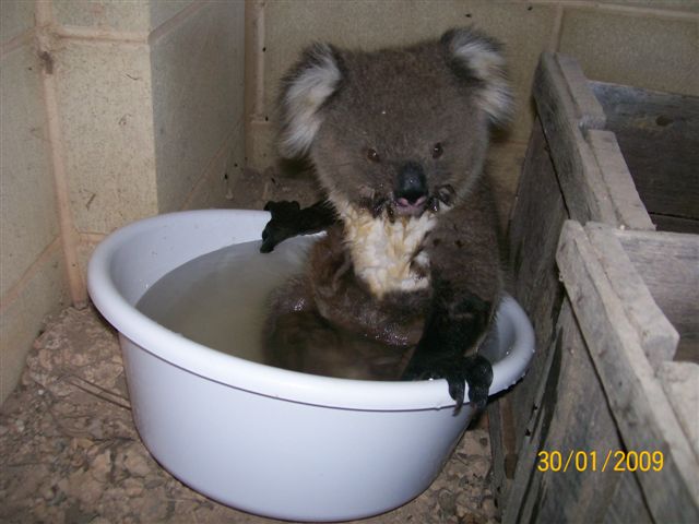 koala 3.jpg