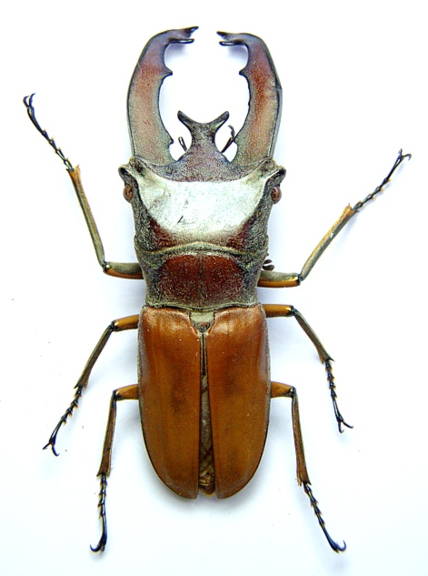 Cyclommatus lunifer (Sumatra 1 m).JPG