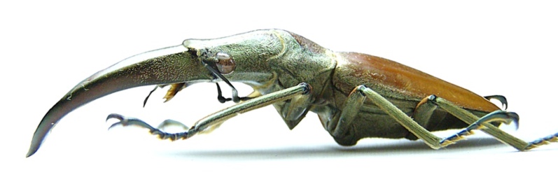 Cyclommatus lunifer (Sumatra 3 m).JPG