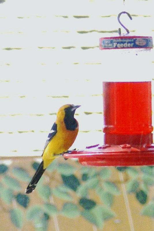 yellow bird3.JPG