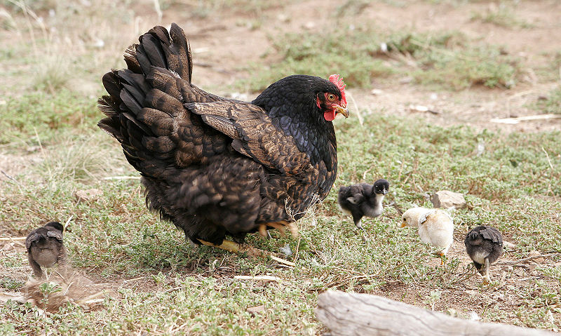 800px-Mother hen with chicks02.jpg