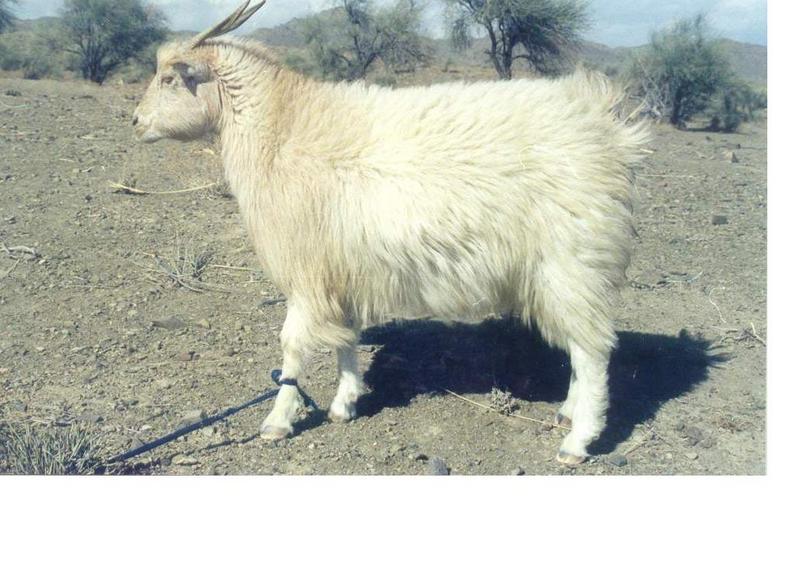 Keshmir goat in kerman-iran.JPG