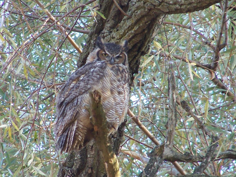 Great Horned Owl 10-28-07 B.jpg