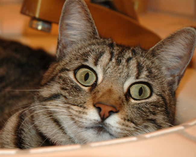 Annie in the Sink.jpg