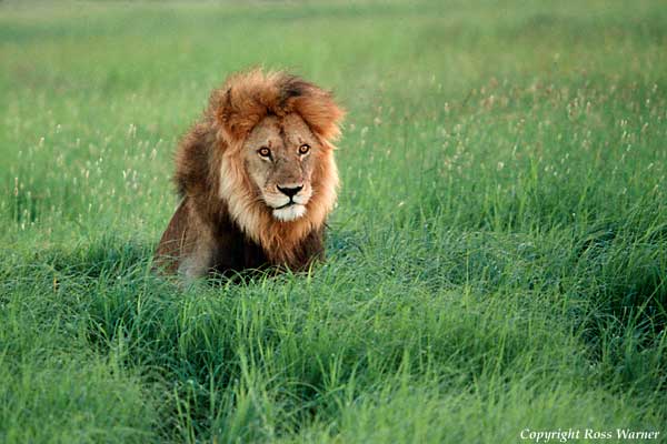 Male Lion in grass.jpg