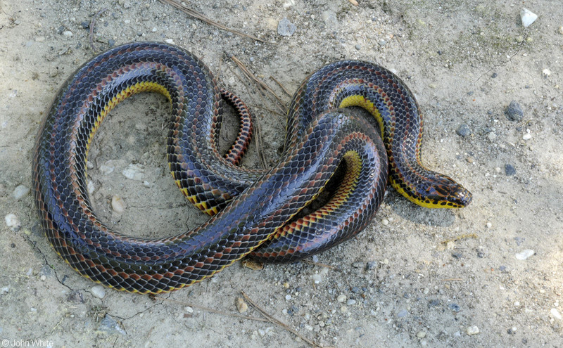 Common Rainbow Snake (Farancia erytrogramma erytrogramma)115.JPG