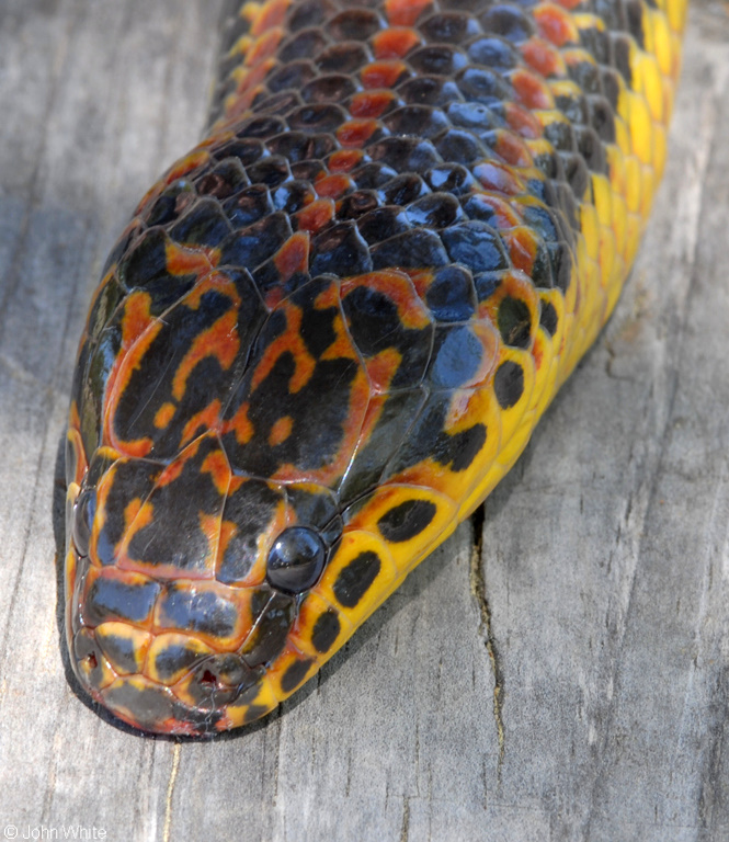 Common Rainbow Snake (Farancia erytrogramma erytrogramma)206.JPG