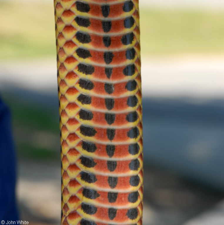 Common Rainbow Snake (Farancia erytrogramma erytrogramma)218.JPG