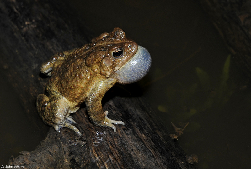 American Toad (Bufo americanus)02.jpg