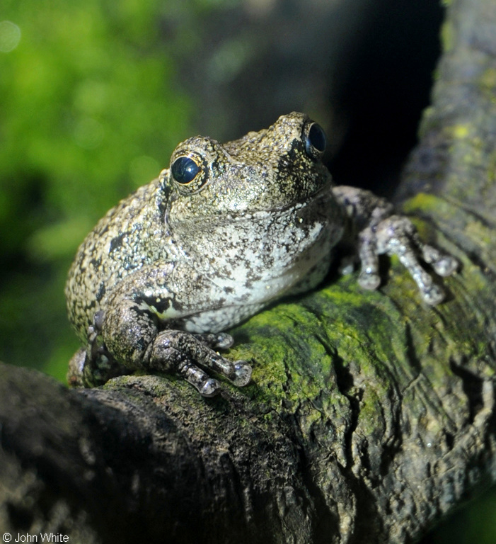 Copes Gray Treefrog (Hyla chrysoscelis).JPG