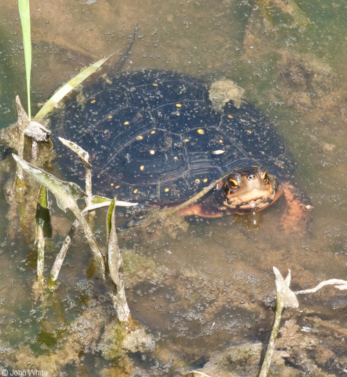Spotted Turtle (Clemmys guttata)05.jpg