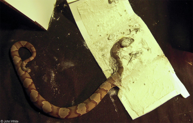 another-sticky-copperhead.JPG