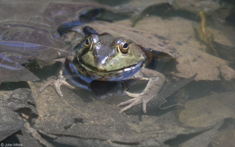American Bullfrog (Lithobates catesbeianus)004.JPG