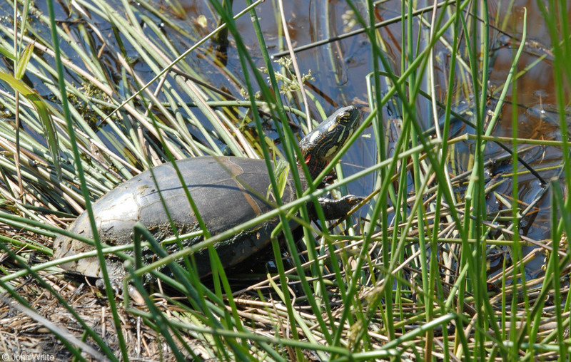 Eastern Painted Turtle (Chrysemys picta picta)003.JPG