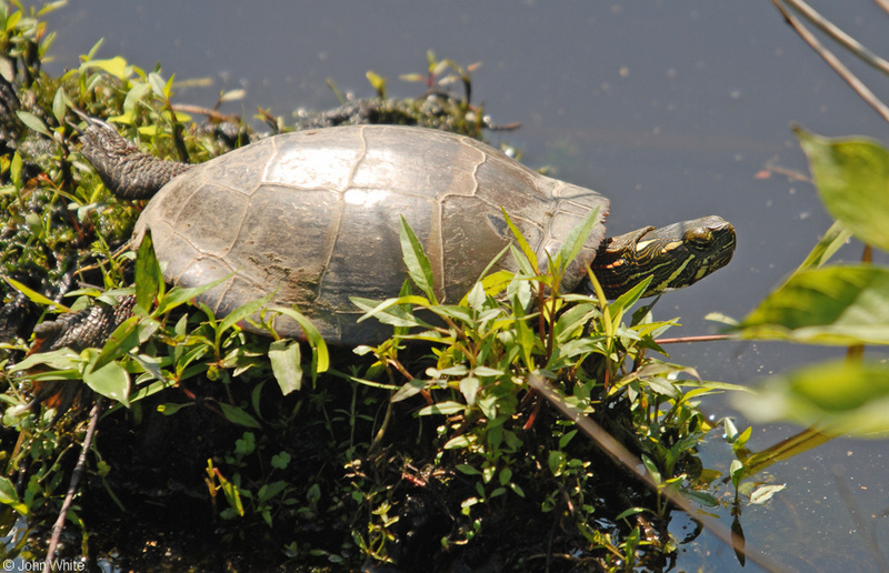 Eastern Painted Turtle (Chrysemys picta picta)004.JPG