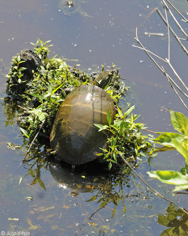 Eastern Painted Turtle (Chrysemys picta picta)012.JPG