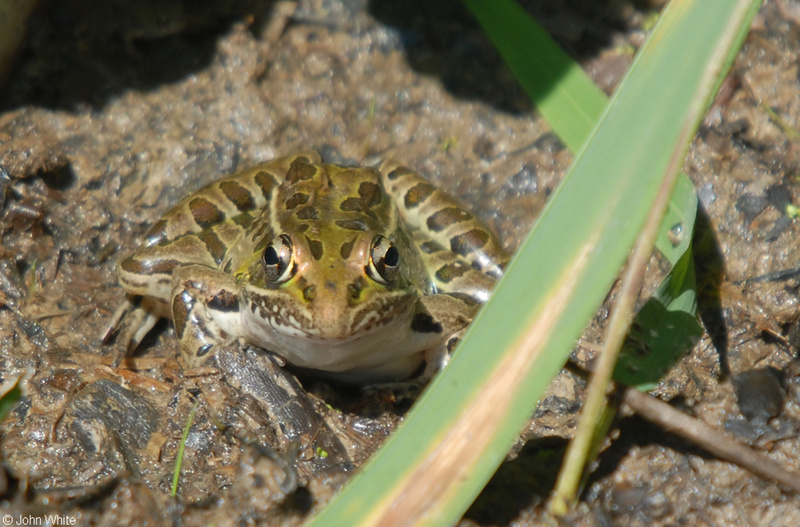 Southern Leopard Frog (Lithobates sphenocephalus).JPG