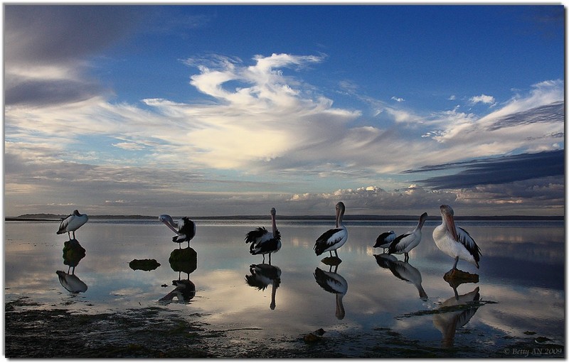 IMG 6656resized-pelicans.jpg