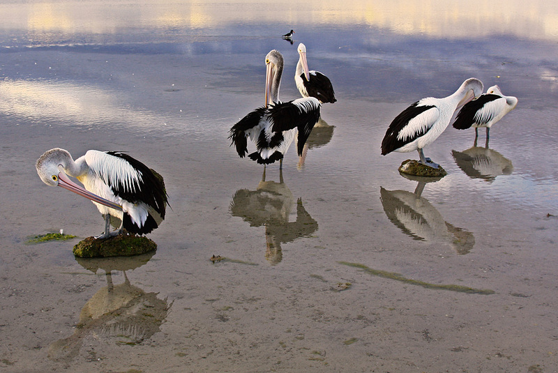 IMG 6643-pelicans.jpg