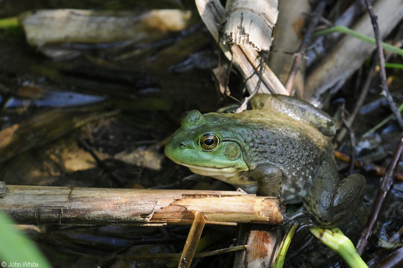 American Bullfrog (Lithobates catesbeianus).JPG