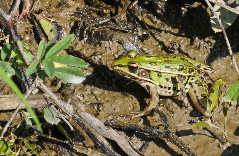 Southern Leopard Frog (Lithobates sphenocephalus)002.JPG