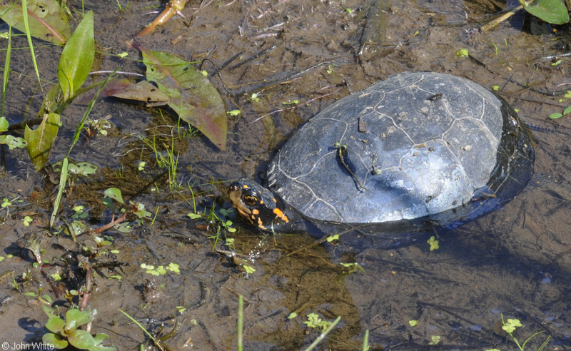 Spotted Turtle (Clemmys guttata)004.JPG