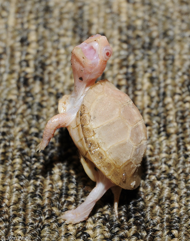 Albino Eastern Box Turtle (Terrapene carolina carolina)101.JPG