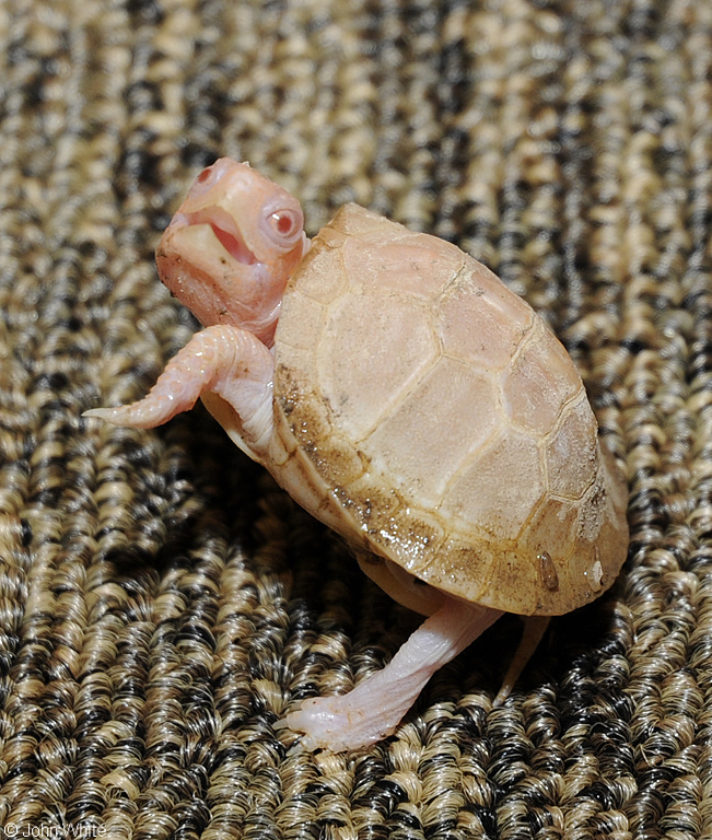 Albino Eastern Box Turtle (Terrapene carolina carolina)102.JPG