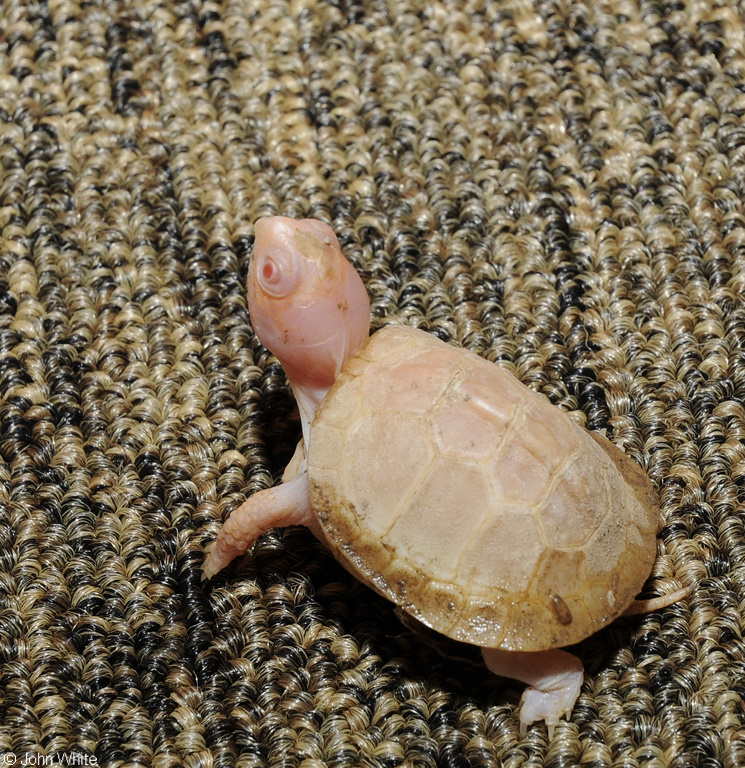 Albino Eastern Box Turtle (Terrapene carolina carolina)103.JPG