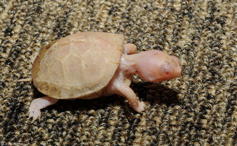 Albino Eastern Box Turtle (Terrapene carolina carolina)104.JPG