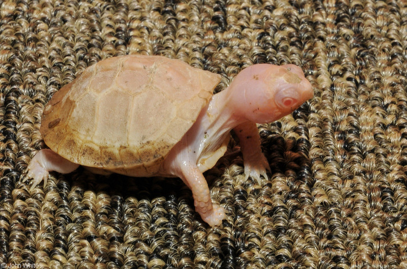 Albino Eastern Box Turtle (Terrapene carolina carolina)105.JPG