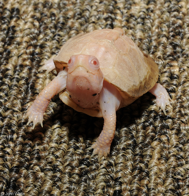 Albino Eastern Box Turtle (Terrapene carolina carolina)106.JPG