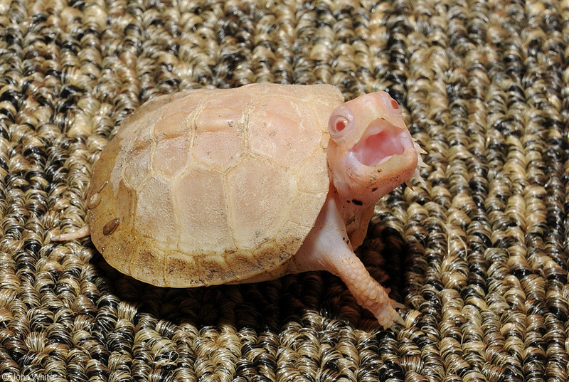 Albino Eastern Box Turtle (Terrapene carolina carolina)108.JPG