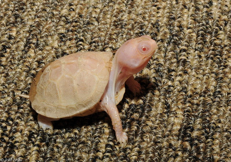 Albino Eastern Box Turtle (Terrapene carolina carolina)110.JPG