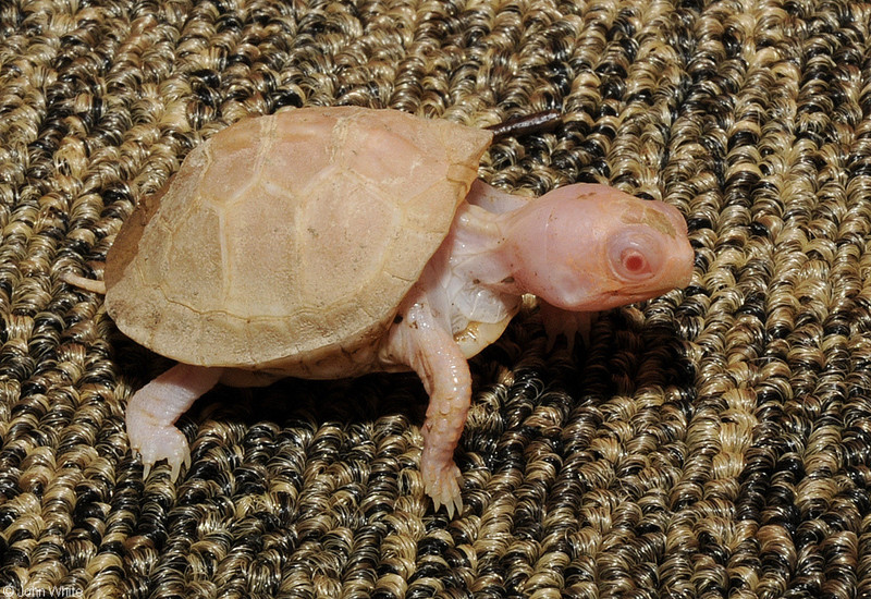 Albino Eastern Box Turtle (Terrapene carolina carolina)111.JPG