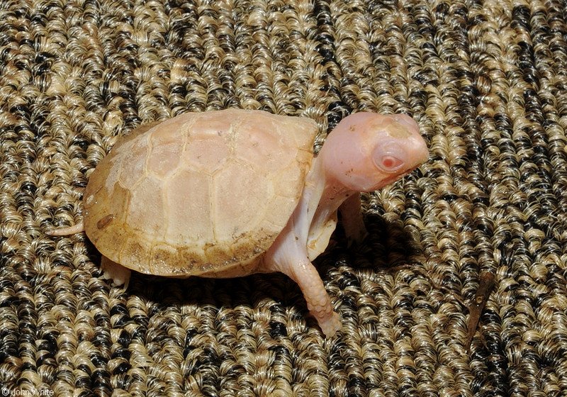 Albino Eastern Box Turtle (Terrapene carolina carolina)112.JPG
